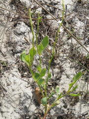 Oxygonum dregeanum