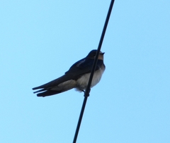 Hirundo rustica