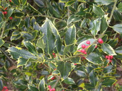 Ilex aquifolium
