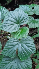 Begonia comorensis image