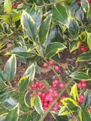 Ilex aquifolium