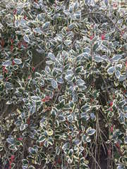 Ilex aquifolium