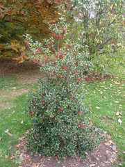 Ilex aquifolium
