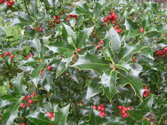 Ilex aquifolium