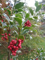 Ilex aquifolium