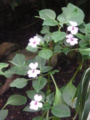 Impatiens flaccida