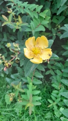 Hypericum × hidcoteense