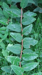 Hypericum × hidcoteense