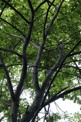 Acer tegmentosum