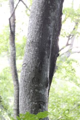 Acer tegmentosum