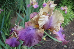 Iris