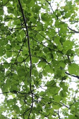 Acer tegmentosum