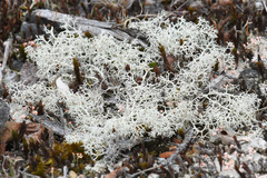 Cladonia terrae-novae