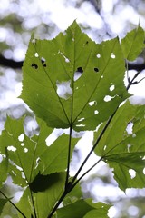 Acer tegmentosum