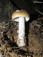 Amanita diemii