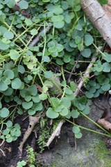 Chrysosplenium ramosum
