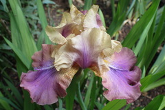 Iris