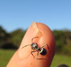 Polyrhachis schlueteri