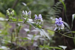 Aconitum axilliflorum