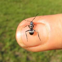 Polyrhachis schlueteri