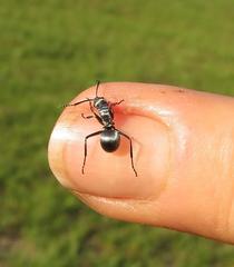 Polyrhachis schlueteri