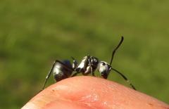 Polyrhachis schlueteri