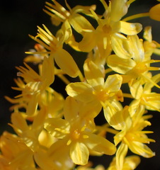 Bulbinella punctulata