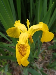 Iris pseudacorus