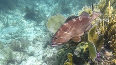 Epinephelus morio