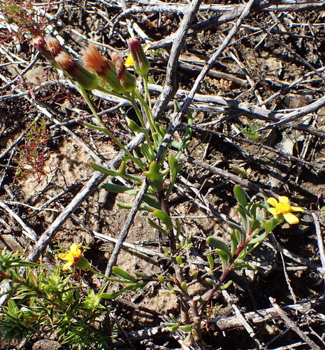 Image of Othonna quercifolia by (c) Nicola van Berkel, some rights reserved (CC BY-SA)