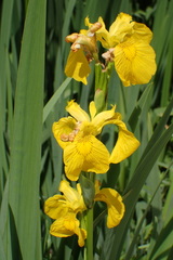 Iris pseudacorus