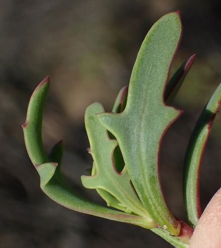 Image of Othonna quercifolia by (c) Nicola van Berkel, some rights reserved (CC BY-SA)