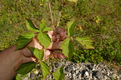 Rubus heterophyllus