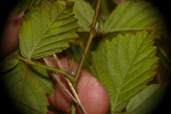 Rubus heterophyllus