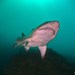 Sand Tiger Shark - Photo (c) Luis Pérez Berrocal, some rights reserved (CC BY-NC), uploaded by Luis Pérez Berrocal