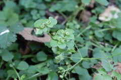 Chrysosplenium ramosum