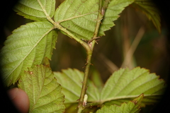 Rubus heterophyllus