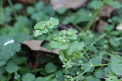 Chrysosplenium ramosum