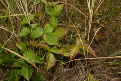 Rubus heterophyllus