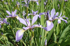 Iris