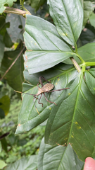 Acanthocephala alata