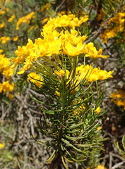 Euryops thunbergii