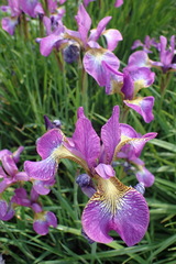 Iris
