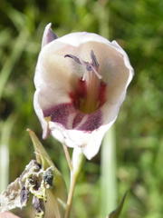 Gladiolus papilio