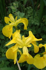 Iris pseudacorus