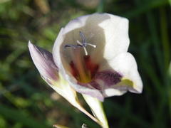 Gladiolus papilio
