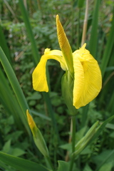 Iris pseudacorus