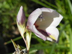 Gladiolus papilio
