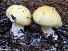 Amanita toxica