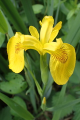 Iris pseudacorus